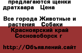 предлагаются щенки дратхаара › Цена ­ 20 000 - Все города Животные и растения » Собаки   . Красноярский край,Сосновоборск г.